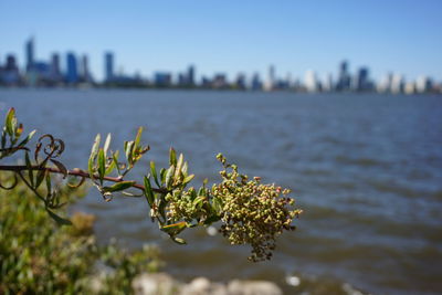 Plant growing in city against clear sky