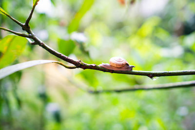 Close-up of grasshopper on branch