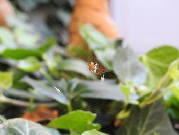 Close-up of spider on web