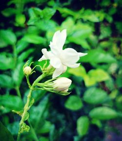 Close-up of white flowering plant