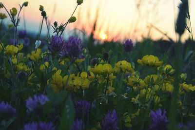 Close-up of flowers blooming in field