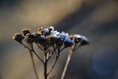 Close-up of frozen plant