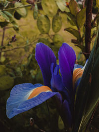 Close-up of purple iris