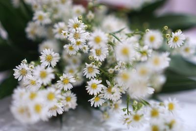 Close-up of white daisy flowers