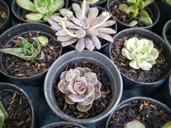 Various ornamental plants in small pots