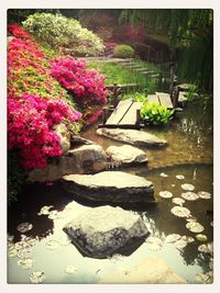 Close-up of pink flowers in pond