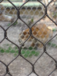 Close-up of chainlink fence