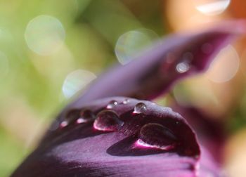 Close-up of hand on purple leaf