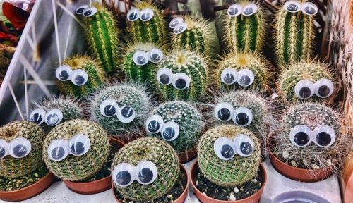 High angle view of artificial eyes on barrel cactus