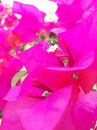 Close-up of pink flowers