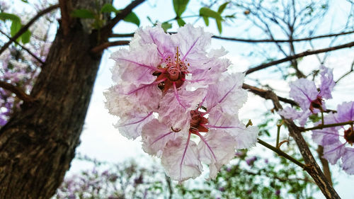 Close-up of insect on pink flower tree