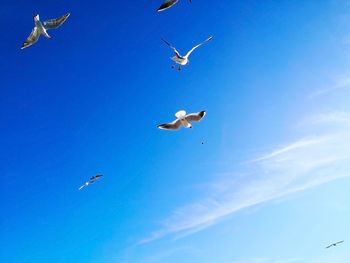 Low angle view of seagulls flying in sky