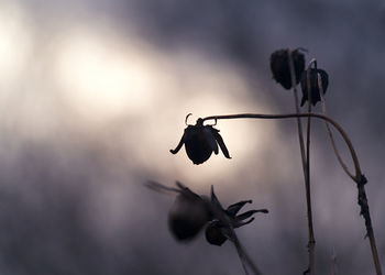 Close-up of wilted plant