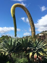 Cactus growing on field against sky