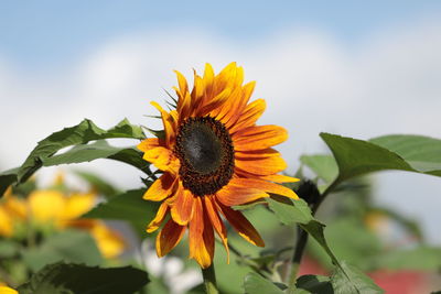Close-up of sunflower