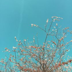 Low angle view of trees against clear blue sky
