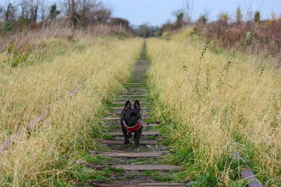 Dog walking in a field