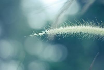 Close-up of dandelion against blurred background