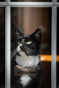 Portrait of black cat seen through glass window