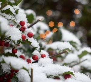 Close-up of frozen red berries on tree