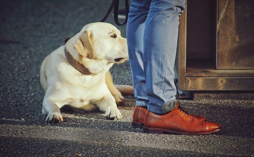 Low section of man with dog standing on street