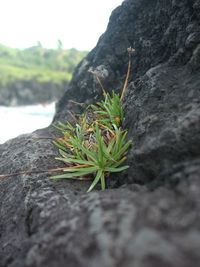 Close-up of plant on rock