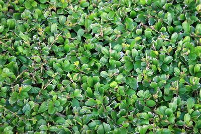 Full frame shot of plants