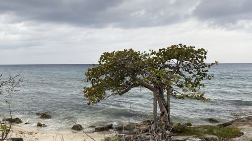 Tree by sea against sky