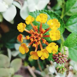 Close-up of yellow flowers blooming outdoors