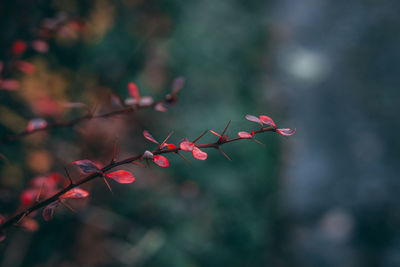 Close-up of red flowering plant