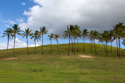 Palm trees on field against sky