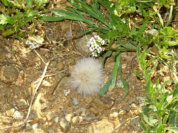 Close-up of flowers