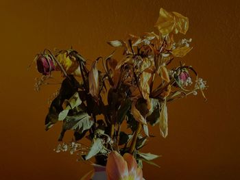 Close-up of wilted plant in vase against wall