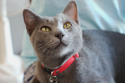 Close-up portrait of a cat