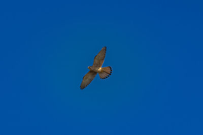 Low angle view of eagle flying in sky