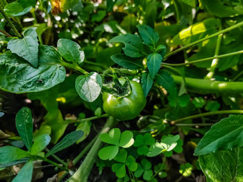 Close-up of fruits growing on tree