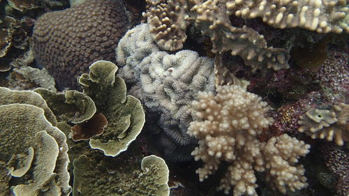 Close-up of coral in sea