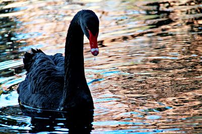 Close-up of duck swimming on lake