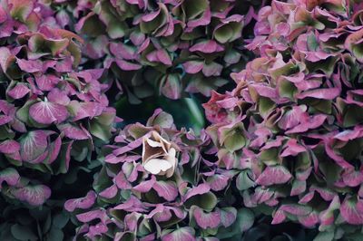 Close-up of dry purple hydrangea flowers