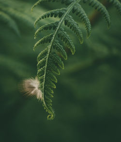 Close-up of fern