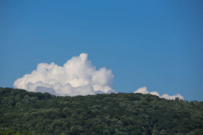 Low angle view of trees against blue sky