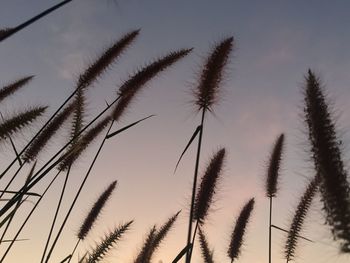 Low angle view of stalks against sky during sunset