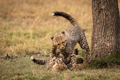 Cheetahs on field in forest