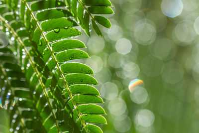 Close-up of wet leaves