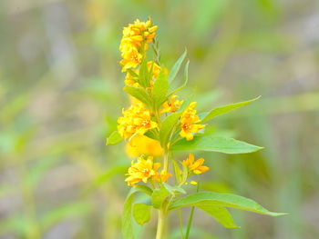 Close-up of yellow flowering plant