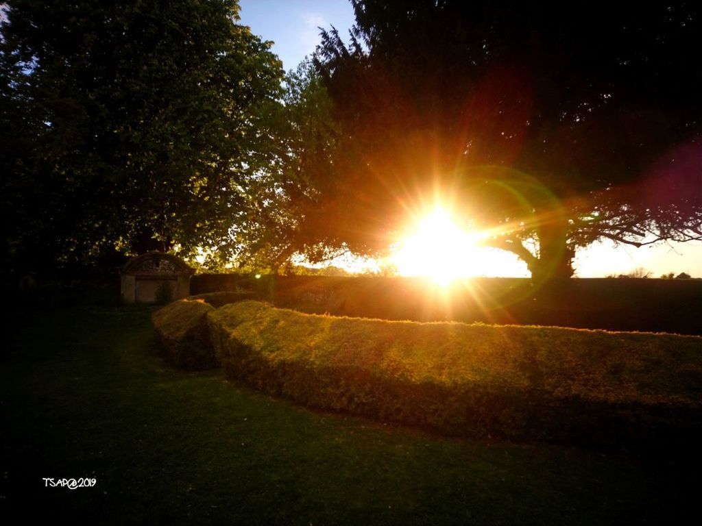 plant, tree, sunlight, sun, sky, lens flare, nature, sunset, sunbeam, no people, tranquility, tranquil scene, beauty in nature, grass, growth, bright, park, scenics - nature, outdoors, field, brightly lit, solar flare, streaming