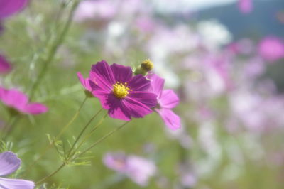 Close-up of pink cosmos flower