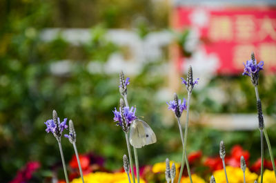 Close-up of butterfly on purple flowering plants