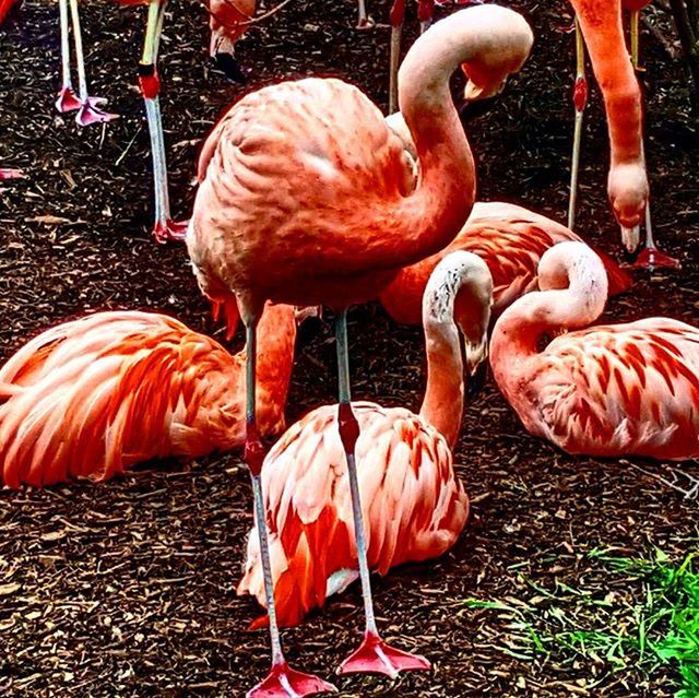 bird, animal themes, flamingo, animals in the wild, wildlife, beak, togetherness, two animals, grass, field, nature, duck, outdoors, sunlight, day, full length, close-up, no people, three animals