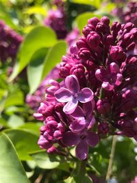 Close-up of pink flowers blooming outdoors